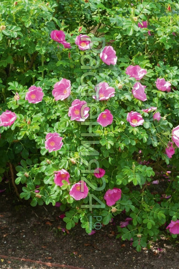 Роза морщинистая Рубра (Rubra)