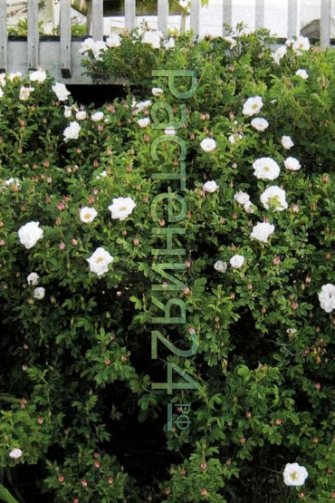 Роза морщинистая Альба (Alba)